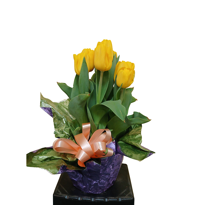 Tulips in Foil with Bow