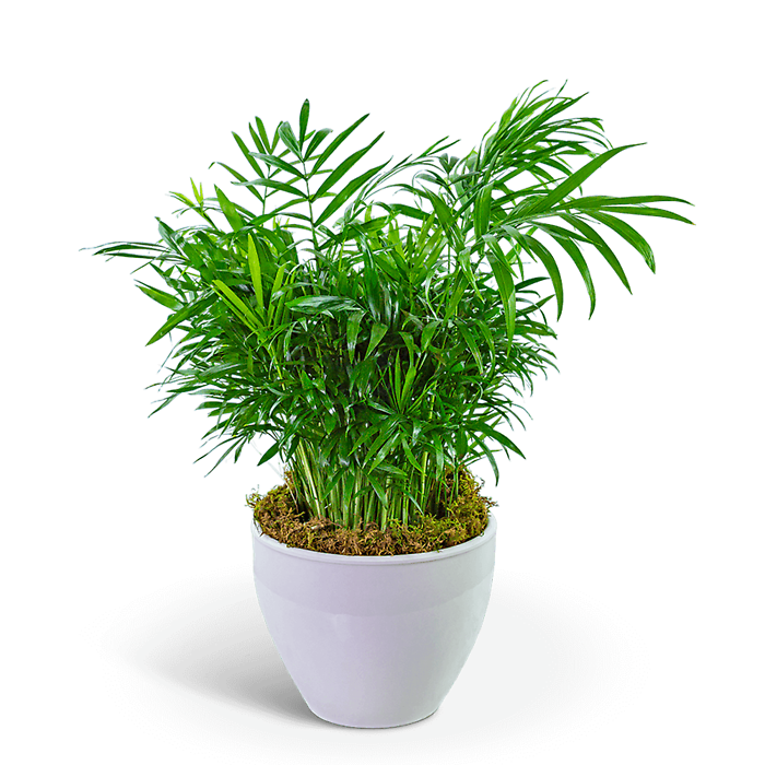 Palm Plant in Ceramic