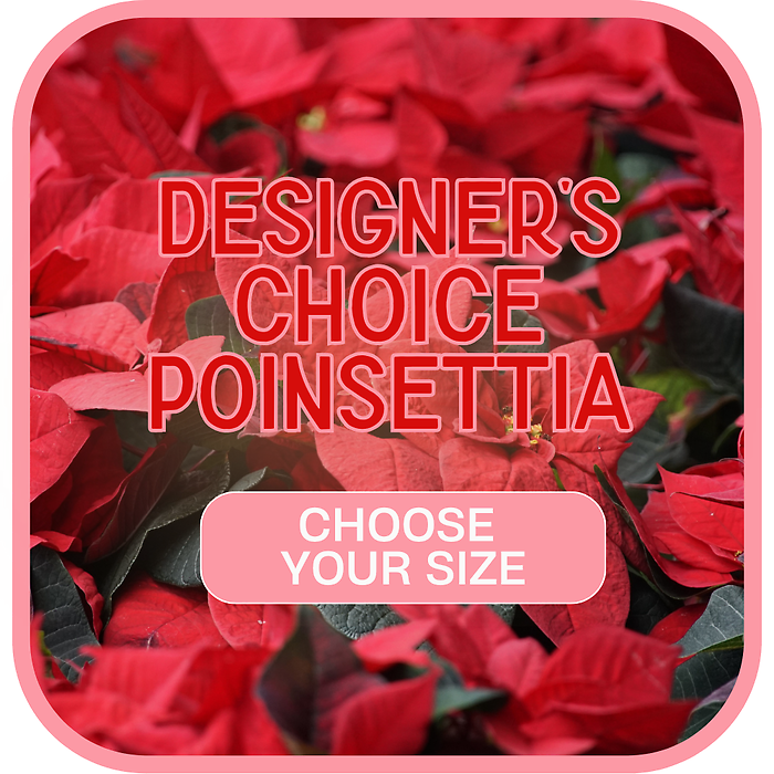 Designer\'s Choice Poinsettia