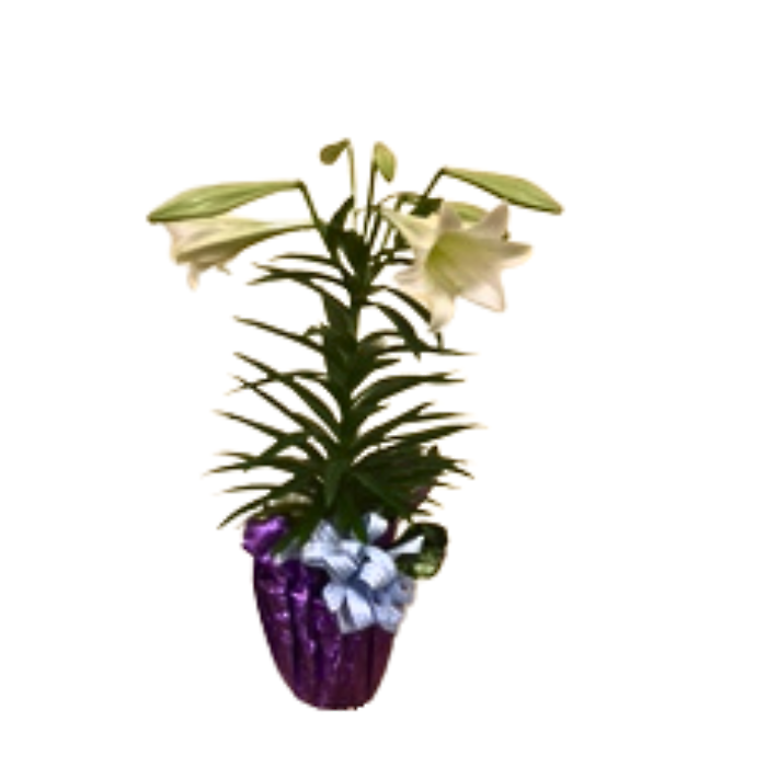 Easter Lily with Bow