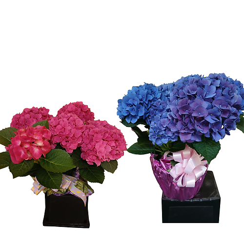 Hydrangeas with Bow