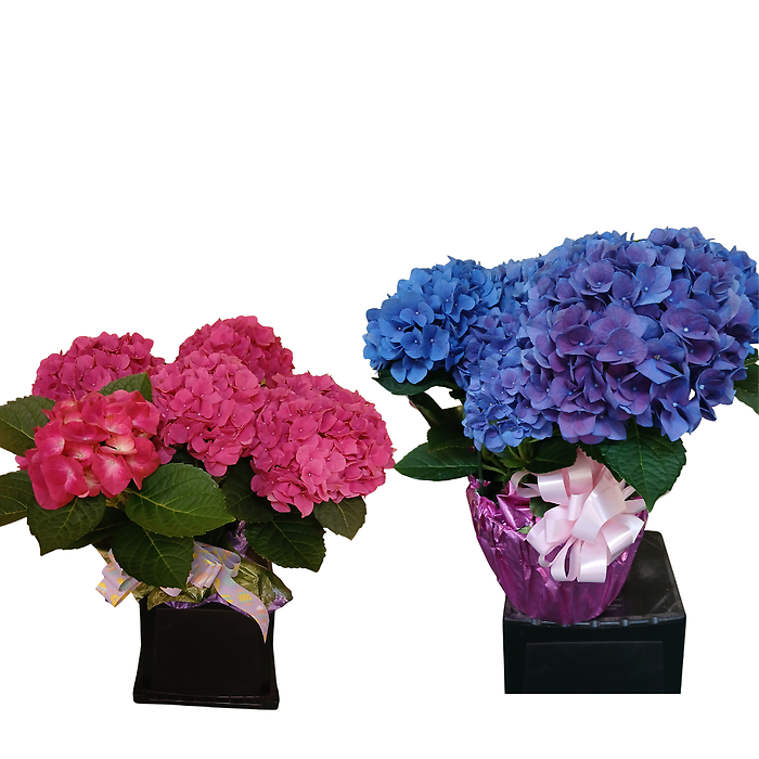 Hydrangeas with Bow