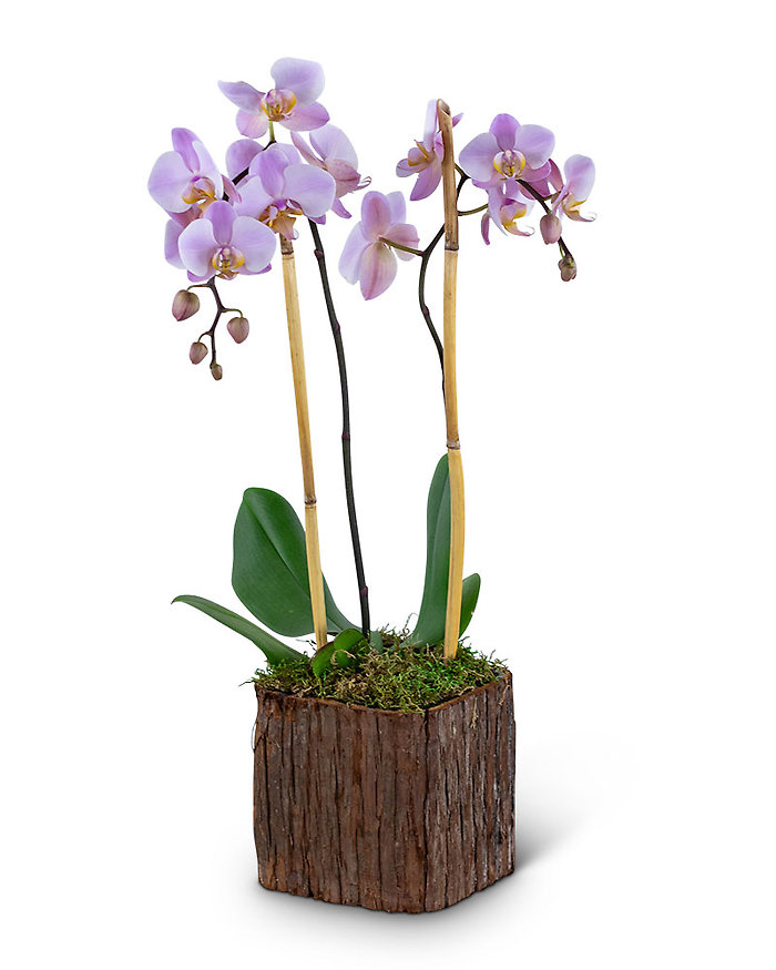 Stately Phalaenopsis Orchid