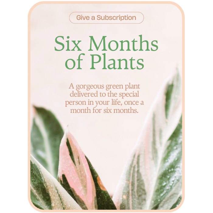 Plant Subscription (6)