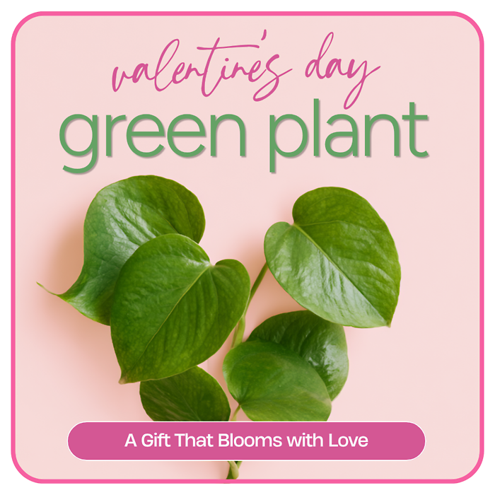 Valentine\'s Day Green Plant