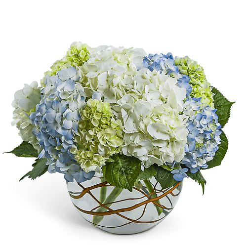 Modern Hydrangea