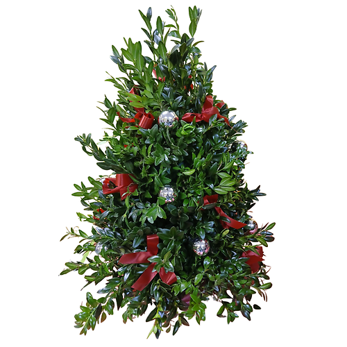 Boxwood Tree
