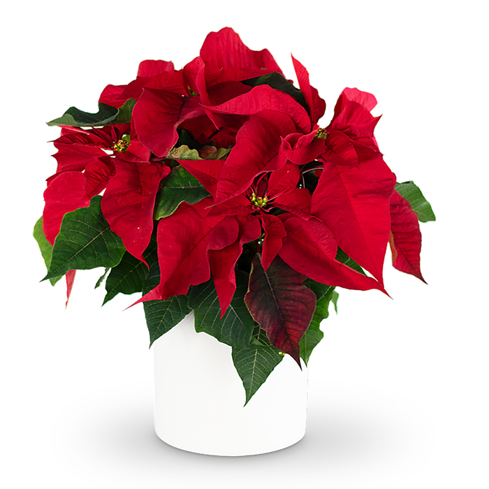 Red Poinsettia Plant