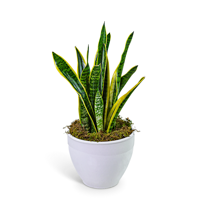 Snake Plant in Ceramic