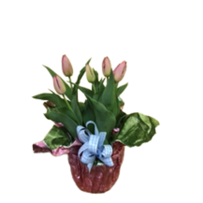 Tulips in Foil with Bow